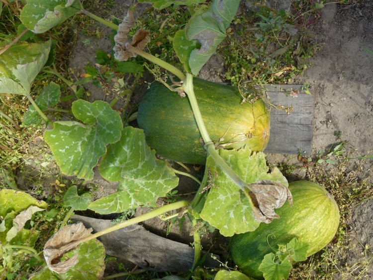 Отдых в деревне с Джой — Туризм и путешествия: фотоотчеты из поездок