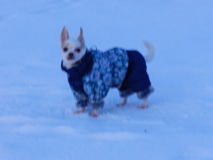 Кристинкина прогулка — Куклы Sissel Skille (Сиссель Скилле): Gotz