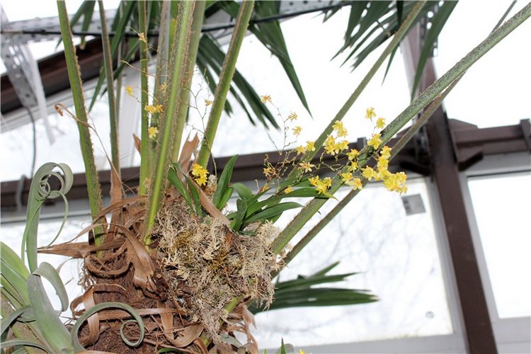 Тверской Ботанический Сад, продолжение | Бэйбики Тверской Ботанический Сад, продолжение