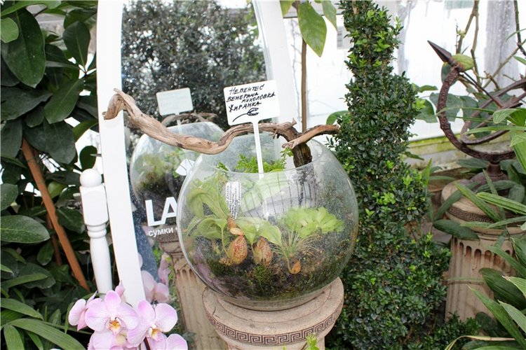 Тверской Ботанический Сад, продолжение | Бэйбики Тверской Ботанический Сад, продолжение