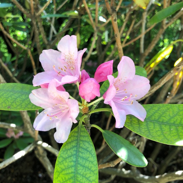 Тони Старк: приключения без брони. И снова Аптекарский огород | Бэйбики Тони Старк: приключения без брони. И снова Аптекарский огород