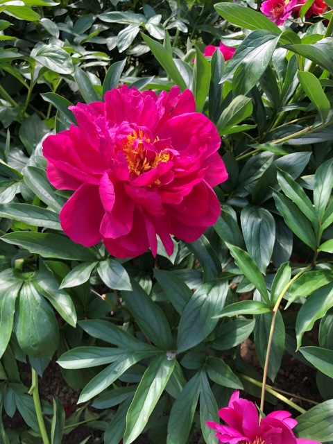 Тони Старк: приключения без брони. И снова Аптекарский огород | Бэйбики Тони Старк: приключения без брони. И снова Аптекарский огород