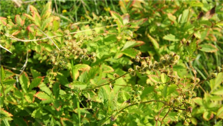 Старицкая Швейцария. Путешествие с Сашей, продолжение. Уникальная кукла от Сильвии Наттерер