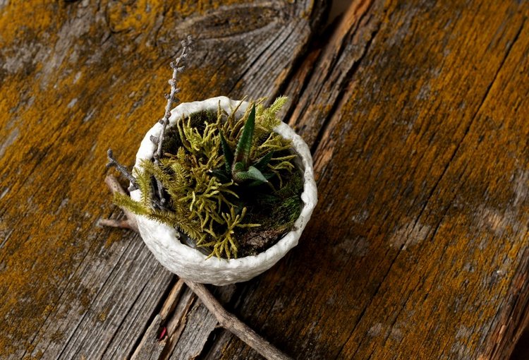 Кусочек природы в доме — Другие хобби и увлечения: сад (фото 7)