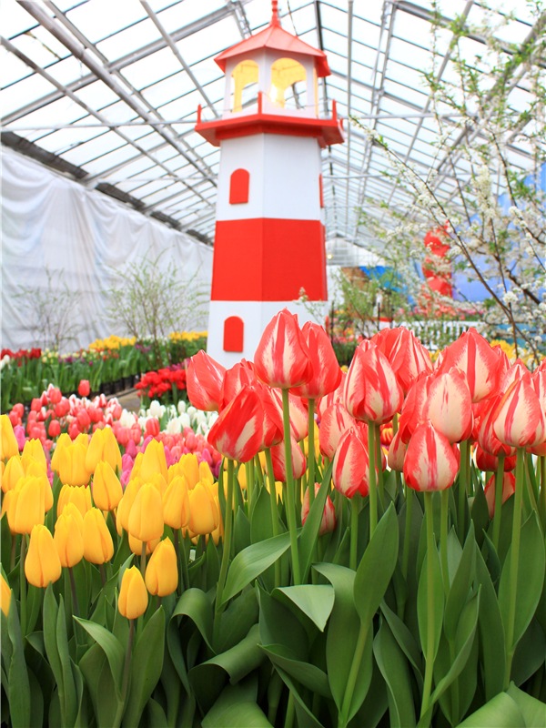 Тюльпановый Рай. Выставка тюльпанов в Твери. Mini Layla elf Sunkissed skin от Kaye Wiggs (фото 4)