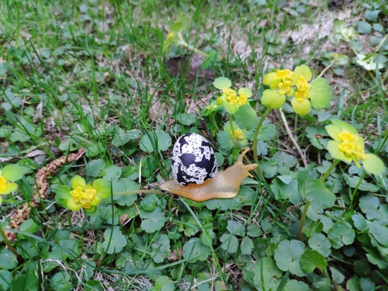 Что такое гасяпон — Домашние фото авторских игрушек: Тедди (фото 7)