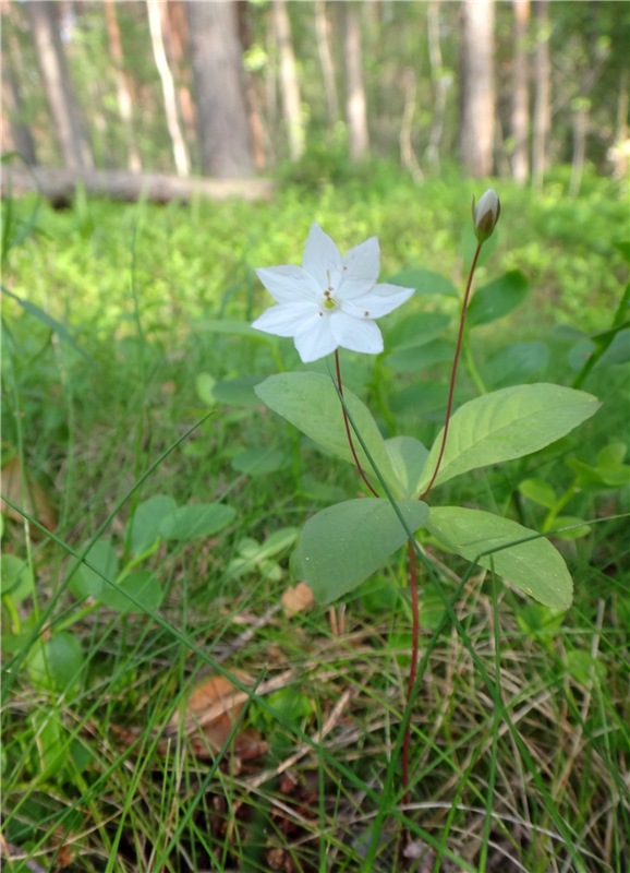 Ландышевая Сказка — Куклы Heidi Plusczok (Хайди/Хейди Плюсчок) — фото