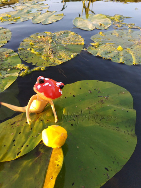 Wonderfrog. Красота в простоте