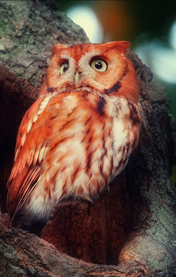 Любительские и профессиональные фотографии Сов (выпуск 2)