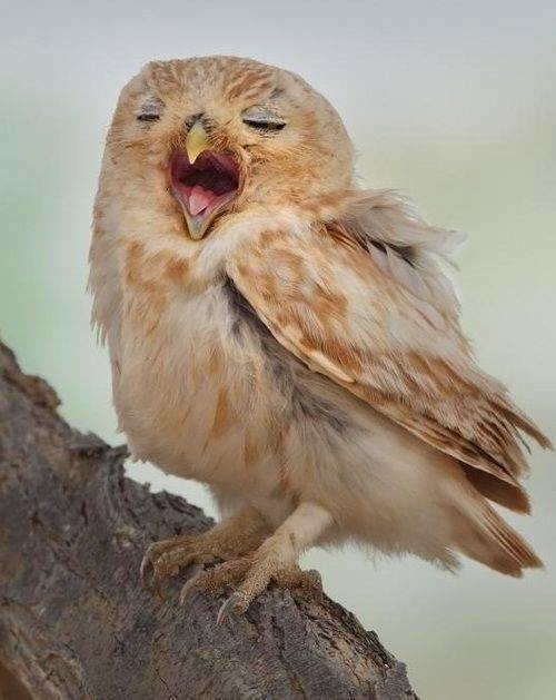 Любительские и профессиональные фотографии Сов (выпуск 2)