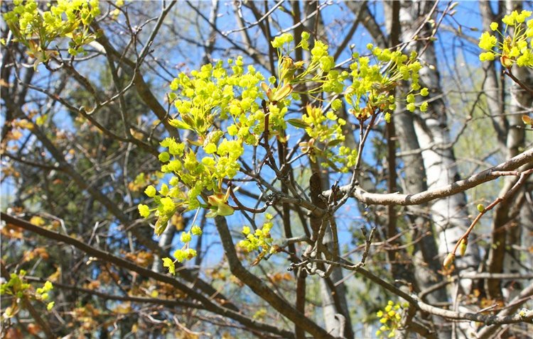 Путешествие Софи в Старицу, продолжение. Lati HoneyBee New Mystic Sophie