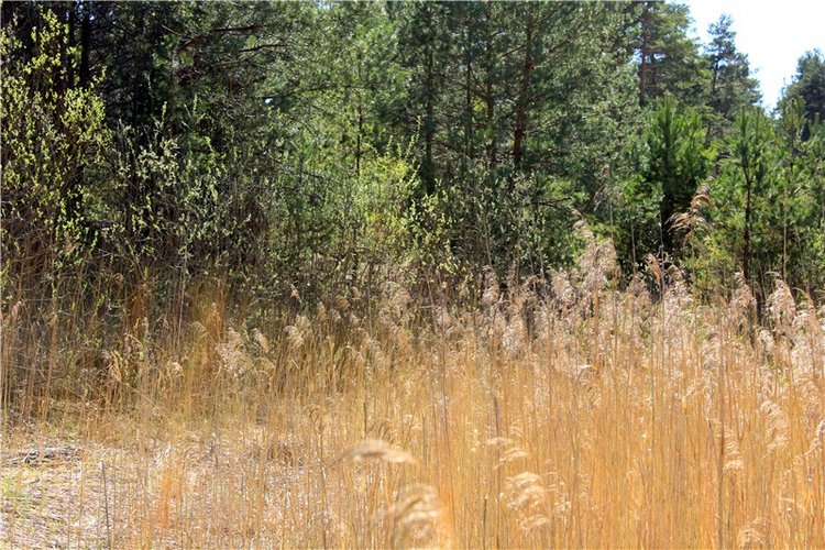 Долгая дорога к Волге. Custom Blythe Doll UFO Go Go Takara