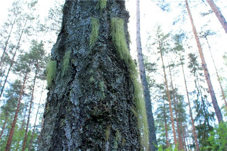 Ландышевый Лес. Twinkles Ella Chocolate