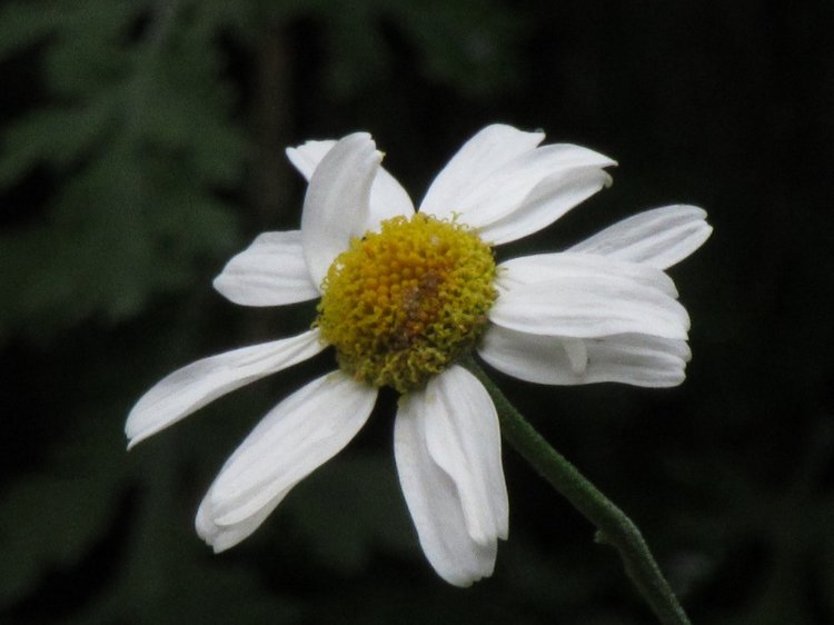 Джилы-Су в тумане — Туризм и путешествия: фотоотчеты из поездок