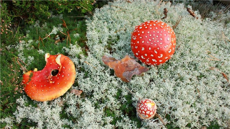 "Аманита". Aoi Yukimura Third Season 1/7 PVC figure