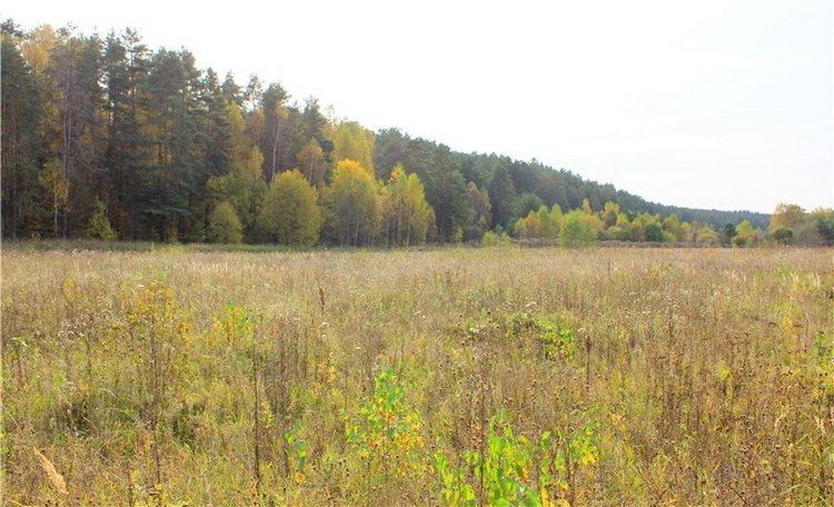 Путешествие Имани на Волгу, продолжение. Mini Imani от Kaye Wiggs