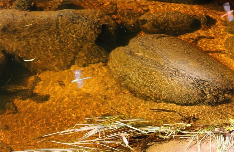 Путешествие Dal Hangry в Грузины