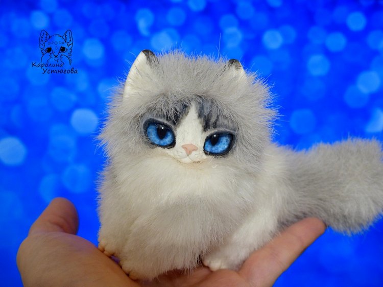 Котята Охос азулес. Чарующие глаза