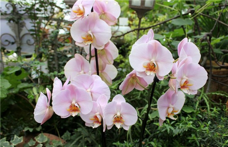 Тверской Ботанический Сад, продолжение | Бэйбики Тверской Ботанический Сад, продолжение