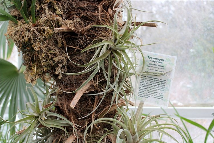 Тверской Ботанический Сад, продолжение | Бэйбики Тверской Ботанический Сад, продолжение