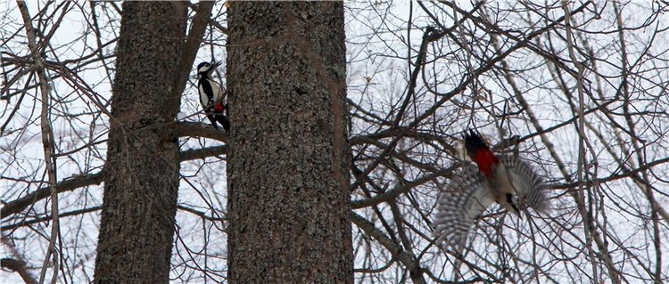 В поисках Синей птицы. Merle от Sissel Bjorstad Skille, Фирмы Götz