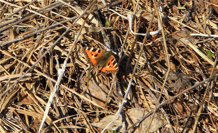 Апрельский день в Василёво, заключительная часть