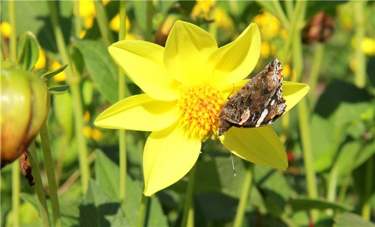 Старицкая Швейцария. Путешествие Мии. Minifee Miyu FairlyLand | Бэйбики Старицкая Швейцария. Путешествие Мии. Minifee Miyu FairlyLand (фото 10)