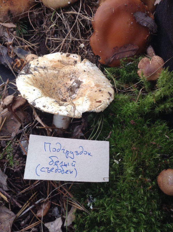 Аптекарский огород сегодня. ч.5. Грибной фестиваль