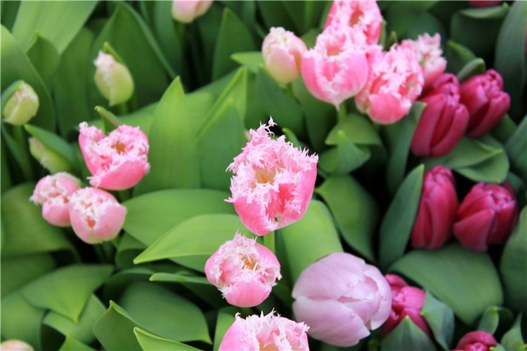 Тюльпановый Рай, продолжение. Выставка тюльпанов в Твери. Mini Layla elf Sunkissed skin от Kaye Wiggs