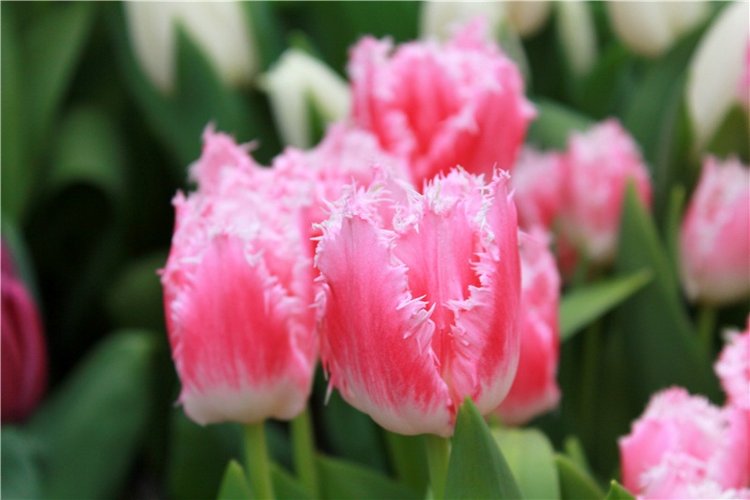 Тюльпановый Рай, продолжение. Выставка тюльпанов в Твери. Mini Layla elf Sunkissed skin от Kaye Wiggs