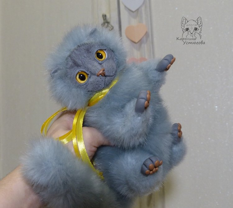 Котенок. Шотландский вислоухий