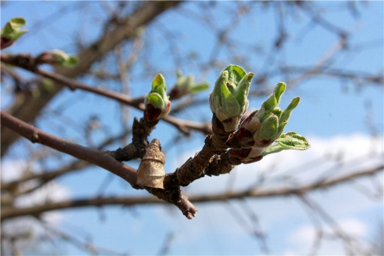 Накануне Светлого Праздника Пасхи. Старица, Свято-Успенский монастырь (фото 3)