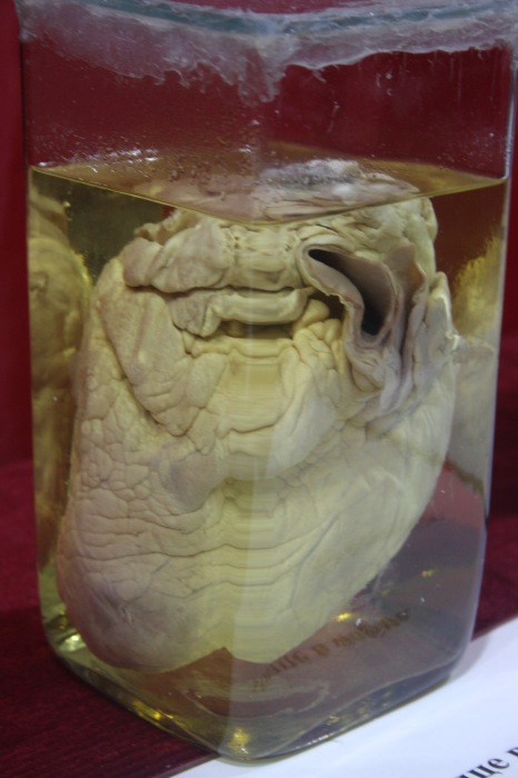 Псков: Петербургская Кунсткамера у нас в гостях. СТРОГО 18 +