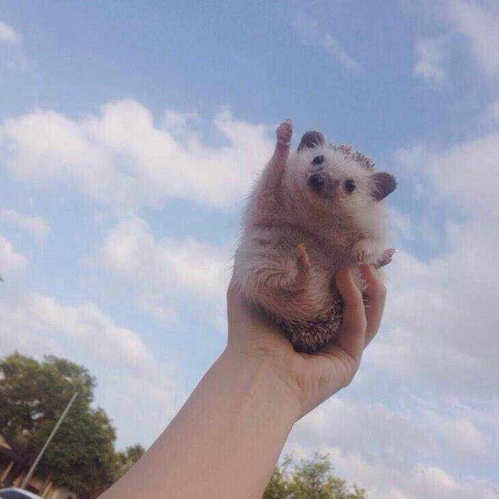 Любительские фотографии Ежей (выпуск 1) | Бэйбики Любительские фотографии Ежей (выпуск 1)