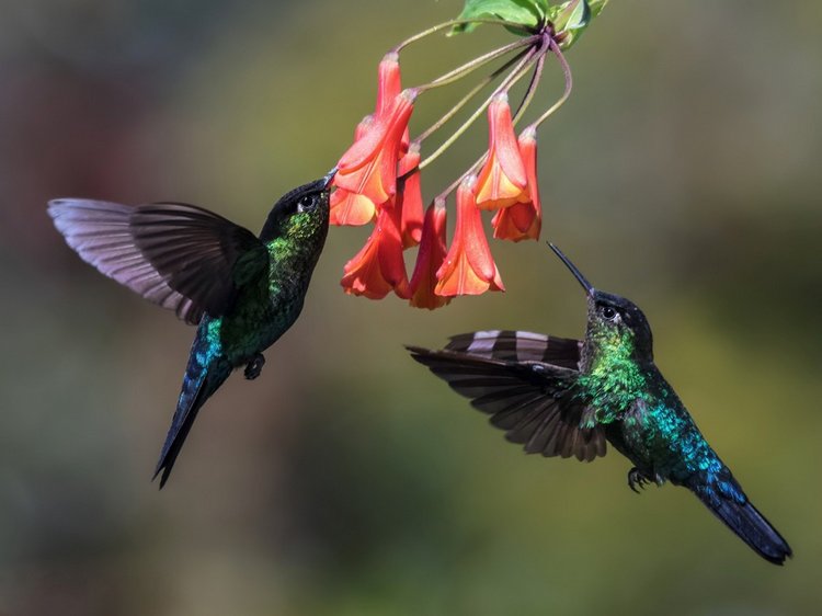 Колибри из бисера — Вышивка крестиком (фото 10)