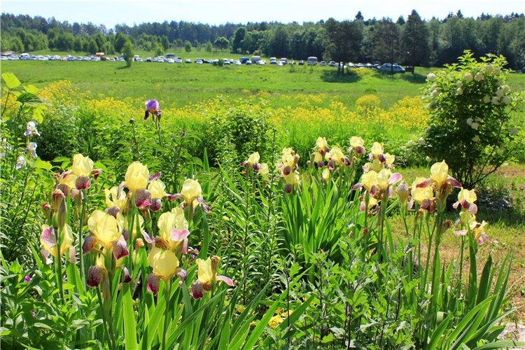 "Троицкие гуляния" в Василёво, 2019 год. Архитектурно-этнографический музей под открытым небом Василёво