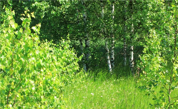 Красочный Июнь | Бэйбики Красочный Июнь — Куклы Sylvia Natterer (Сильвия Наттерер): Gotz