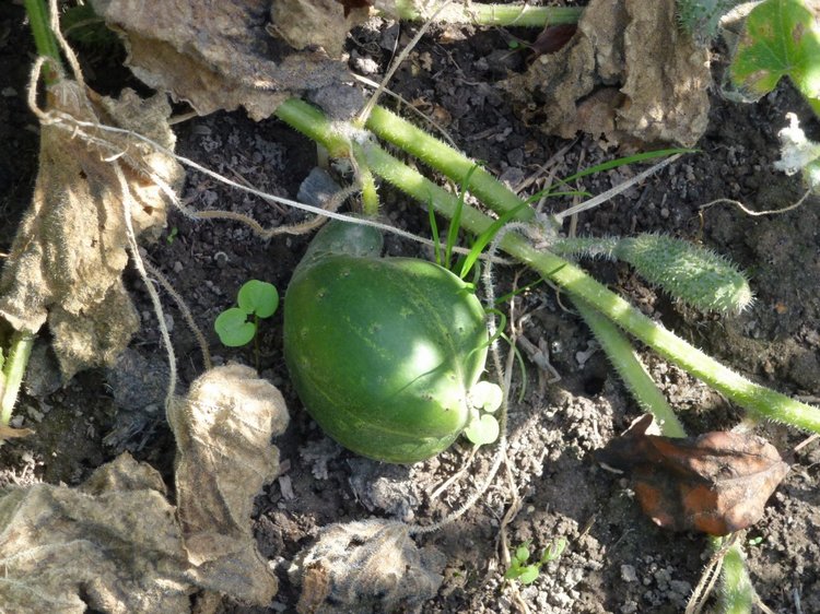 Отдых в деревне с Джой — Туризм и путешествия: фотоотчеты из поездок