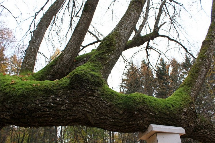 Золотая Осень в Берново с Имани. Mini Imani от Kaye Wiggs