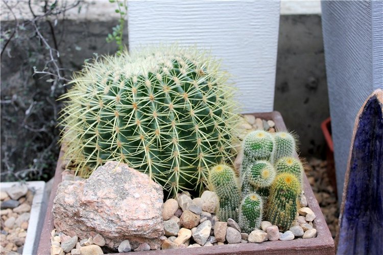 Тверской Ботанический Сад, продолжение | Бэйбики Тверской Ботанический Сад, продолжение