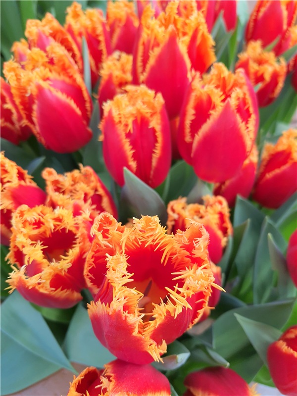 Выставка тюльпанов в Твери (фото 10)