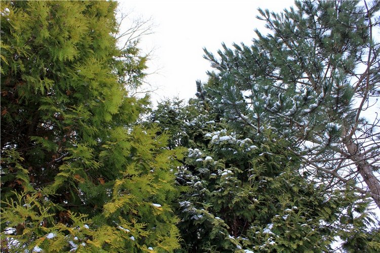 Тверской Ботанический Сад, заключительная часть