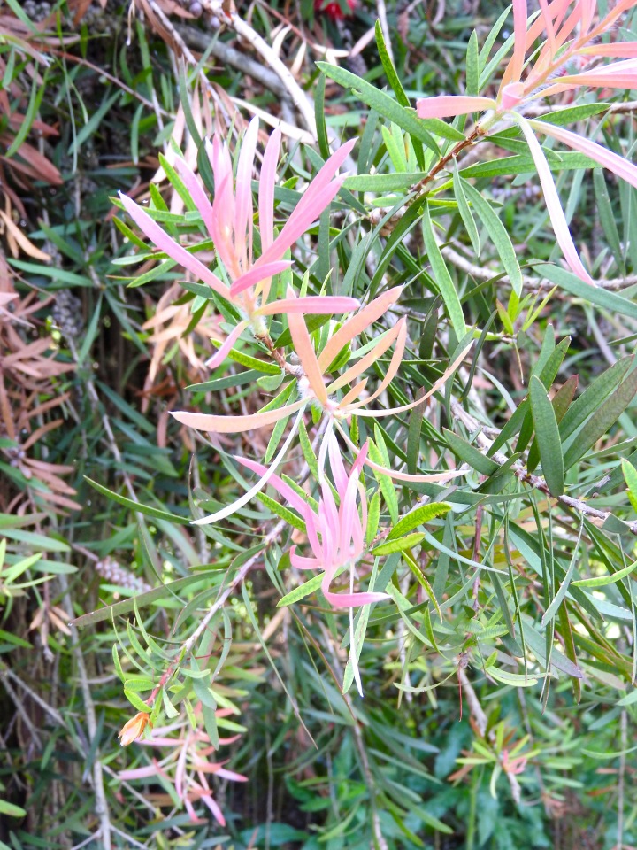 Краснодарский Край, Сочи-Адлер, Санаторий «Южное Взморье»