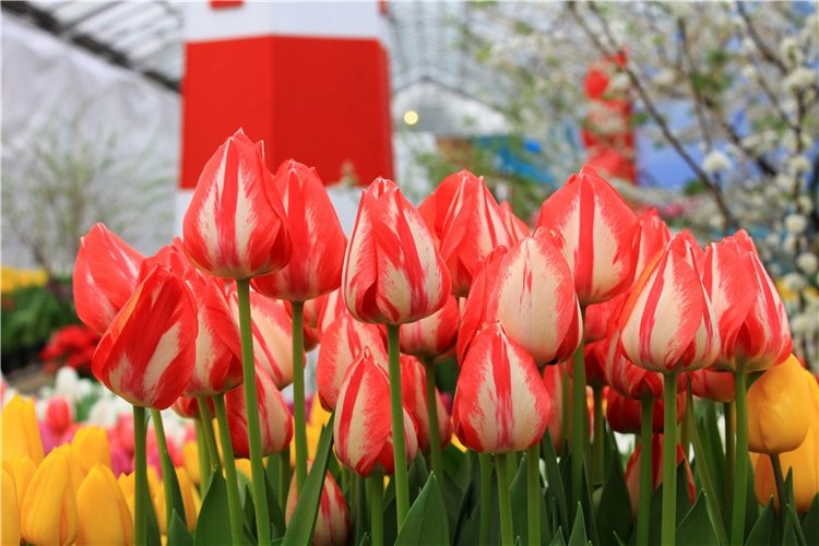 Тюльпановый Рай. Выставка тюльпанов в Твери. Mini Layla elf Sunkissed skin от Kaye Wiggs (фото 5)