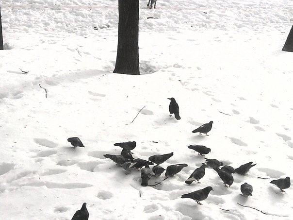 1 апреля — Международный день птиц