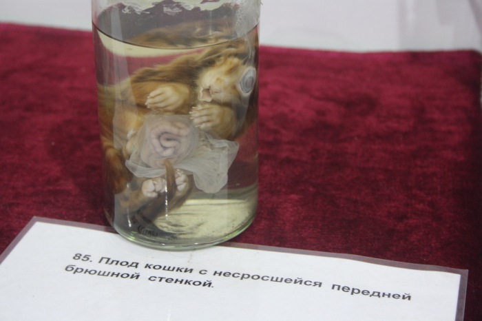 Псков: Петербургская Кунсткамера у нас в гостях. СТРОГО 18 +