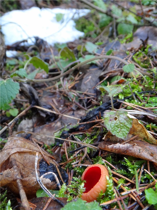 23 февраля - расцвели синие подснежники