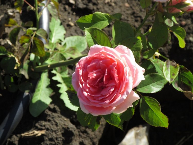 Горячее солнышко Кисловодска