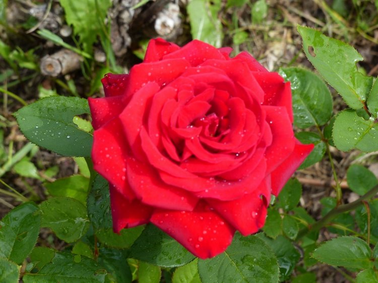 Последние денечки лета.... Совенок Желточек, дача и другие дачные жители