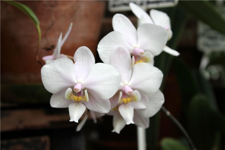 Тверской Ботанический Сад